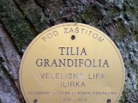 Velelisna lipa Ilirika natpis